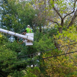 Transmission, Distribution & Generation (TD&G)-Electrical HV/LV Tree Trimmer Training and Rigging (Copy)